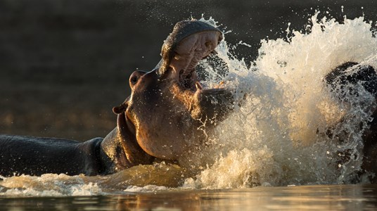 1 Kaempfer Und Koenige Afrikas Flusspferde