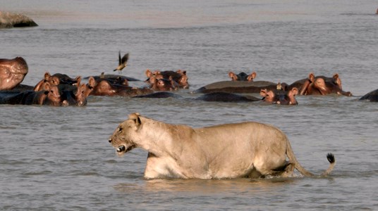 3 Kaempfer Und Koenige Afrikas Flusspferde