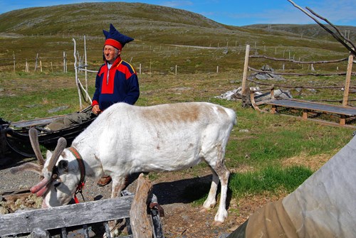 En samisk rensdyrhyrde i traditionel dragt