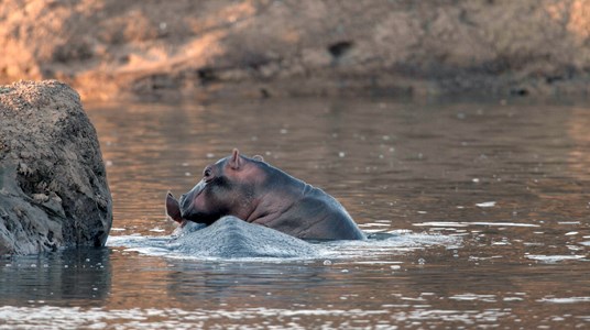 2 Kaempfer Und Koenige Afrikas Flusspferde